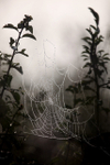 Spiderweb with drew at dawn on the outskirts of Bath_943