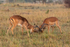 Impala  (Two young males sparring)