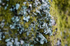 Tree - 1679
