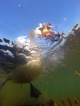 Underwater photography of Mute swans in Bristol Marina_0009
