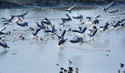 Chatra Sagar, Rajasthan - birds on lake