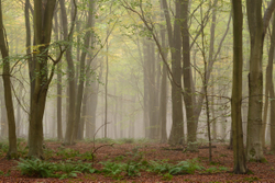 Bracken patch