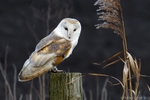 Barn Owl (Tyto Alba)