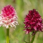  Alpine vanilla orchid ( G. rhellicani  - formerly known as Nigritella ssp. rhellicani) colour form.