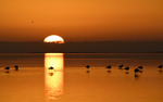 Flamans au coucher du soleil
