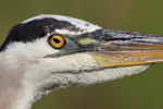 Great Blue Heron eye, Viera Wetlands, Florida