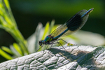 Banded Demoiselle Damselfly - Male