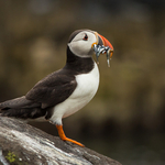 Puffin
