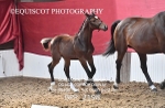 BPP_2198
