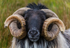 Male Sheep