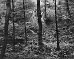 Fallen Tree, Linn Run State Park, Pennsylvania 1984