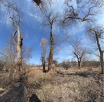 March 2020 - Arnold Arboretum - Title:  Meeting a friend.