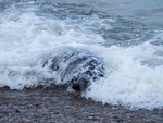 Atlantic Grey Seal