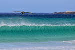 Southern Giant Petrel rises over wave, Volunteer Point, Falklands