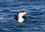 Red throated Diver - Gavia stellata