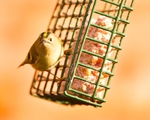 20110308-IMG_1850