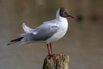 black headed gull Chroicocephalus ridibundus-4973