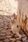 Cat domestic-1013
