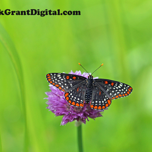 Baltimore Checkerspot Euphydryas phaeton