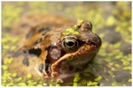Frog and Duck Weed