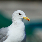 California Gull (adult) close-up, Telegraph Cove, Vancouver Island