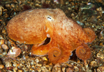 Eledone cirrhosa