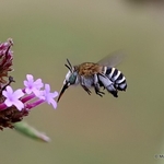 Amegilla albigena (Anthophorini) F
