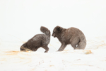 Courting Arctic Foxes, Hornstrandir, Iceland