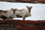 Reindeer
