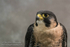 Peregrine Falcon