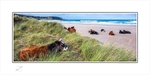 03 12x24 2024-235Cp Lazy cows on White Park Beach Co Antrim