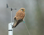Kestrel portfolio