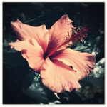 Delicate