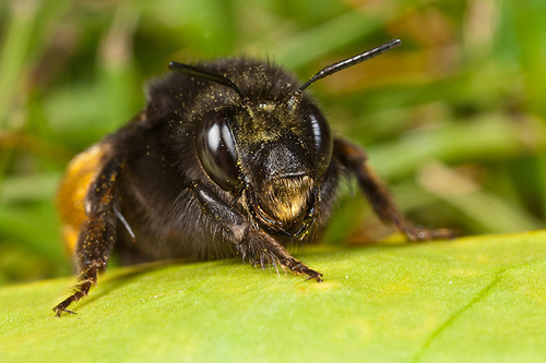 Female - resting on a leaf.