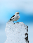 Snow Bunting on ice, Jokulsarlon, Iceland