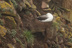 Black-Browed Albatross resting on nest, Saunders Island, Falklands