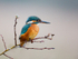 WINTER KINGFISHER