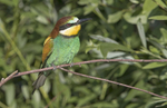 Bee Eater.