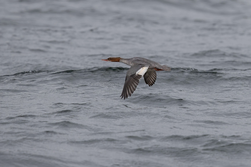 Red-Breasted Merganser - Ardnamurchan Peninsula - Scotland