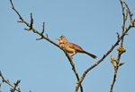Common Whitethroat