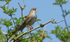 Cetti's Warbler