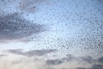 Starlings Roost _ AGTO130