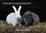 equiscot2003