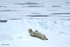 IMG_0337 Svalbard