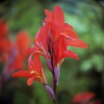 Canna Iridiflora
