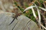 Common Lizard