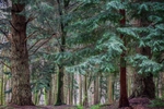 New Forest Tall Trees 05
