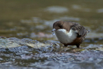 Dipper feeding in the River Windrush at Crawley Weir