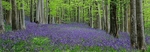 Bluebell Carpet