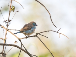 Red Cheeked Cordonbleu